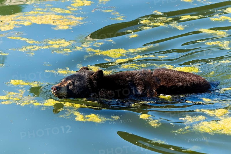 A bear swimming in the water surrounded by algae, black bear (Ursus (genus) France