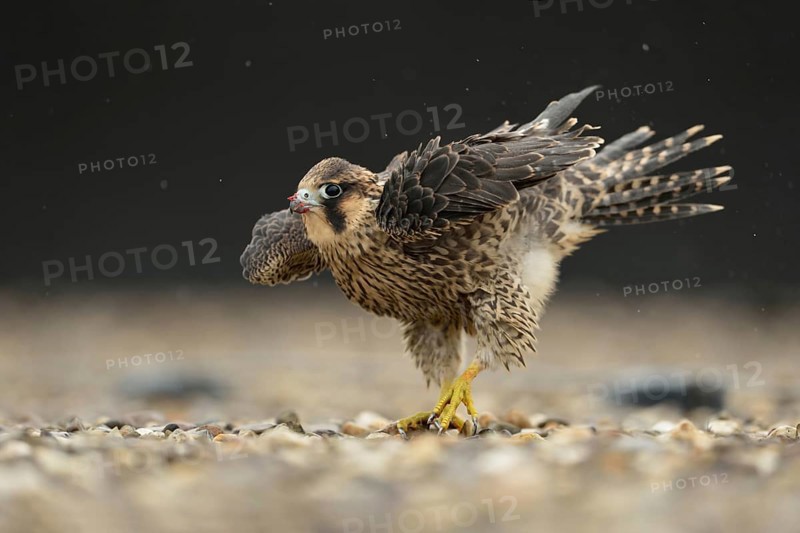 Rain dance... Peregrine falcon (Falco peregrinus), native bird of prey, young falcon, fledged young bird on a gravel roof, shakes out the wet plumage when it rains, still has remains of the last meal on the beak, peregrine falcons are often the target of illegal persecution of birds of prey, native nature, Lower Rhine, Rhineland, North Rhine-Westphalia, Germany, Western Europe