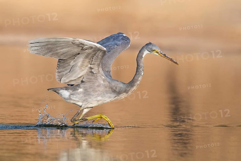 Western Reef Heron (Egretta gularis), Eilat, Israel