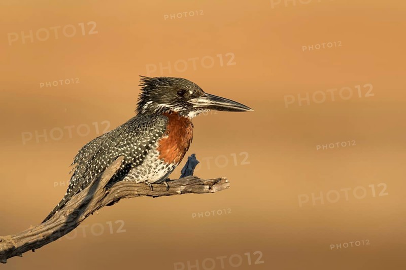Reuzen Ijsvogel man op tak, Giant Kingfisher male on branch