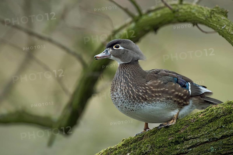 Wood Duck (Aix sponsa) female, North Rhine-Westphalia, Germany