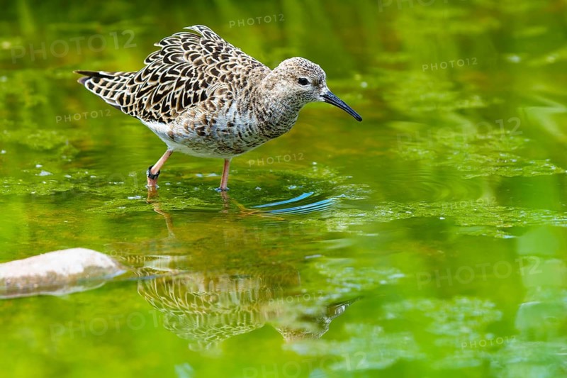 Bird in the green reflected in calm water, ruff (Calidris pugnax, Syn.: Philomachus pugnax), courtship display, France
