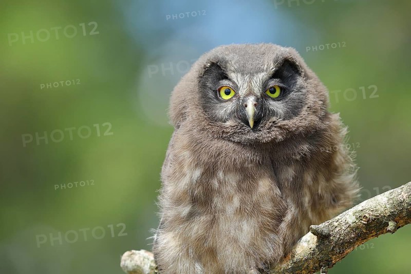 Great horned owl (Aegolius funereus), young bird sitting on a branch, Rothaargebirge, Rothaarsteig, North Rhine-Westphalia, Germany