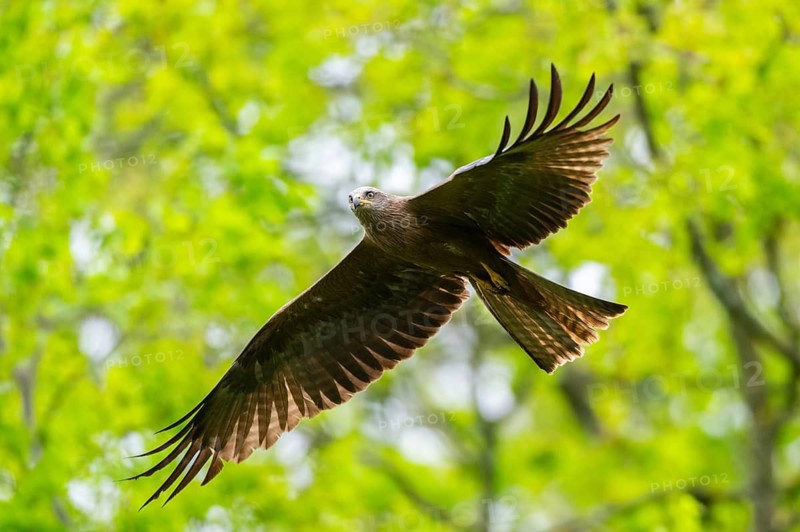 Black kite (Milvus migrans) flying in a forest in early summer, Bavaria, Germany