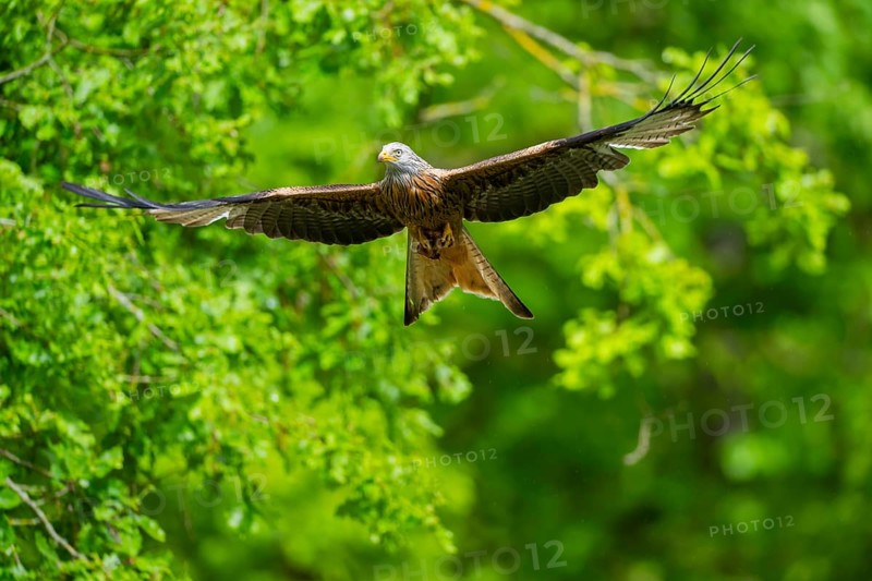Red kite (Milvus milvus) flying in a forest in early summer, Bavaria, Germany