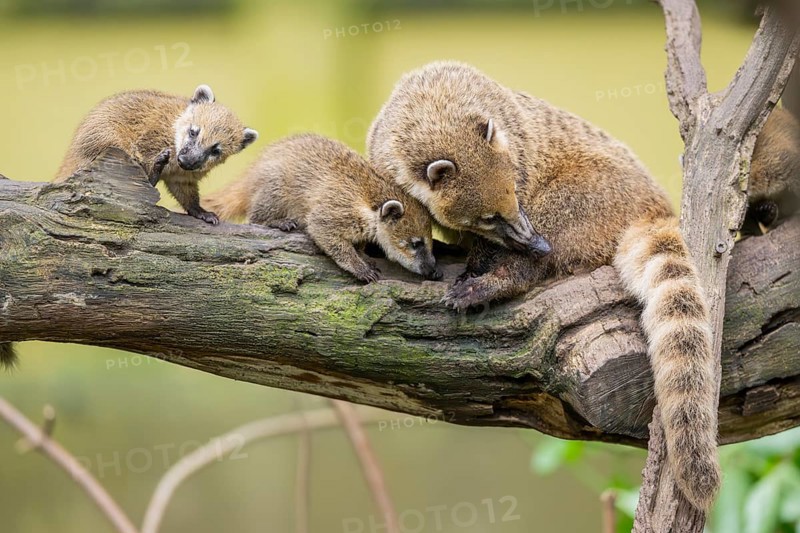South American coati (Nasua nasua) mother with its youngsters on an old tree trunk, captive, Zoo Augsburg