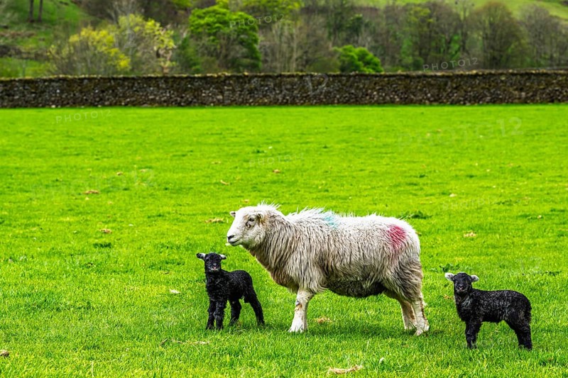 Sheep and farm in Lake District National Park, Coniston Water, Cumbria, England, United Kingdom
