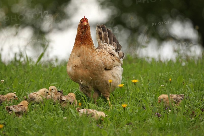 Domestic chicken with a few days old young ones looking for food in a meadow, free-range, organic farming, Lower Austria, Austria, Lower Austria, Austria