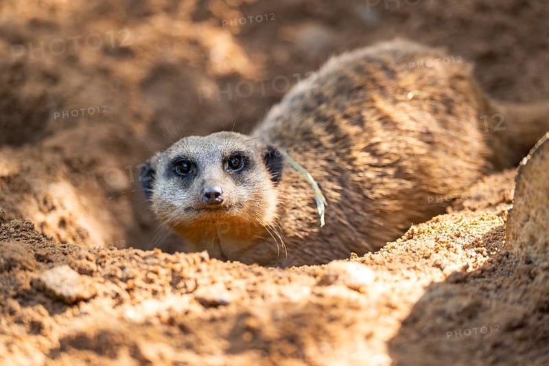 Meerkat (Suricata suricatta) digging in the sand, captive, Zoo Augsburg, Bavaria, Germany