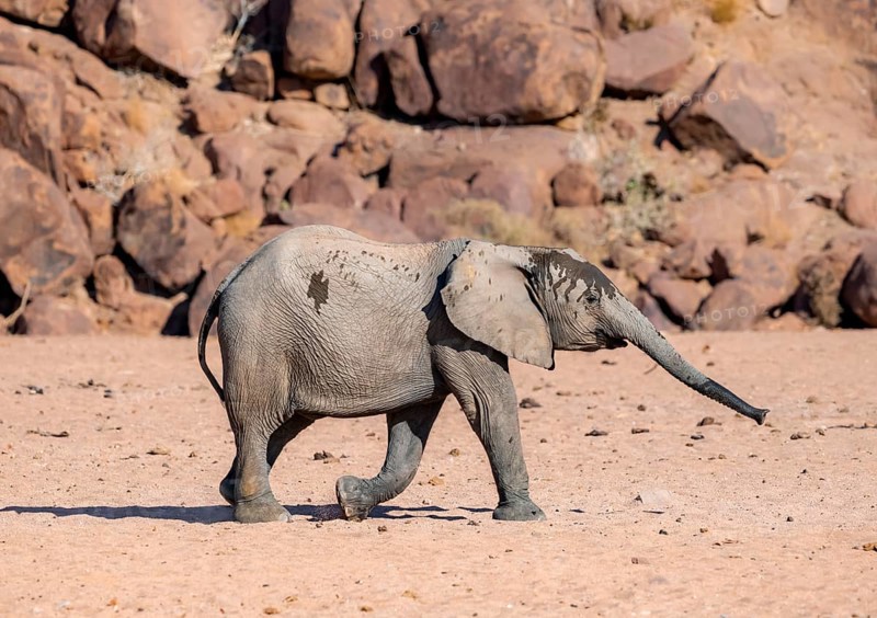 Juvenile African elephant (Loxodonta africana), desert elephant, near the Hoanib River, Damaraland, Kunene region, Namibia
