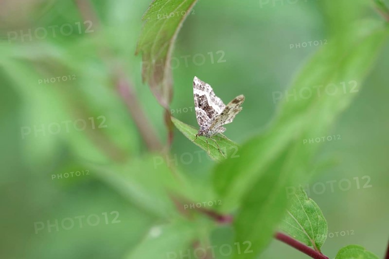 Grey-banded lacewing (Epirrhoe alternata), moth, leaves, The butterfly sits hidden on a leaf in the meadow