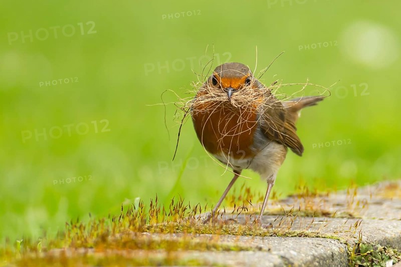 European robin (Erithacus rubecula) adult bird in an urban garden with nesting material in its beak in springtime, England, United Kingdom
