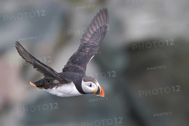 Atlantic Puffin (Fratercula arctica) flying, Newfoundland, Canada