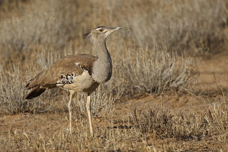 Kori Bustard (Ardeotis kori), Northern Cape, South Africa