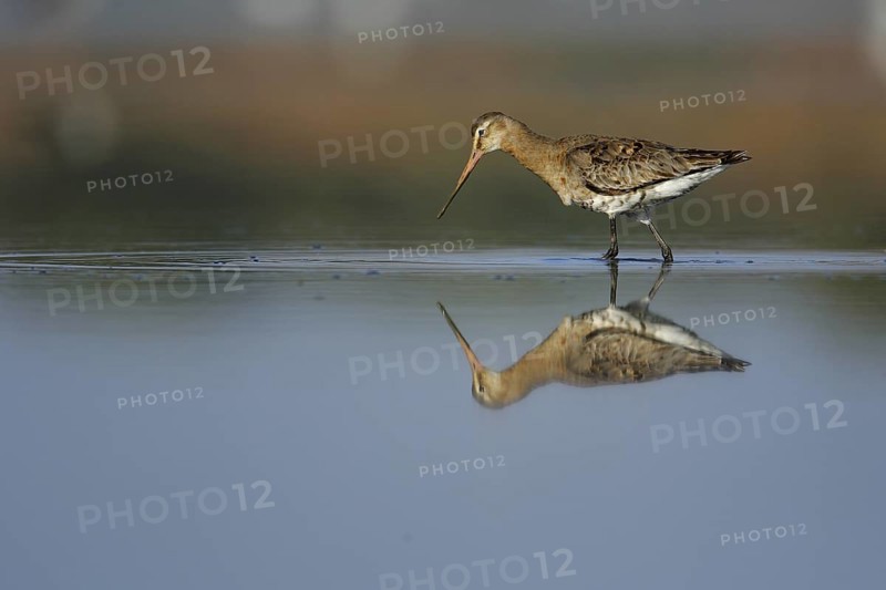 Black-tailed Godwit (Limosa limosa) foraging, Seville, Spain