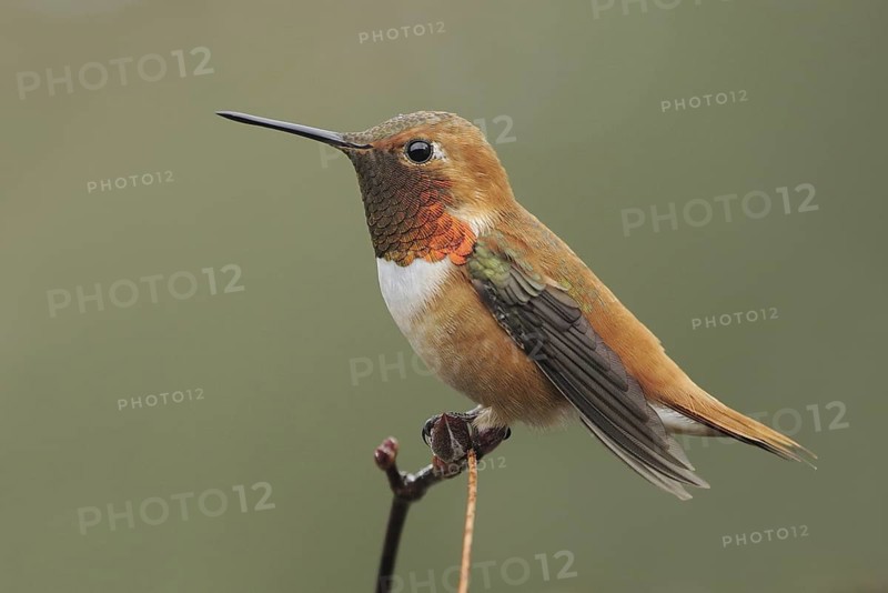 Rufous Hummingbird (Selasphorus rufus) male, British Columbia, Canada