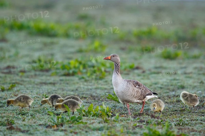 Greylag Goose (Anser anser) with chicks, Netherlands