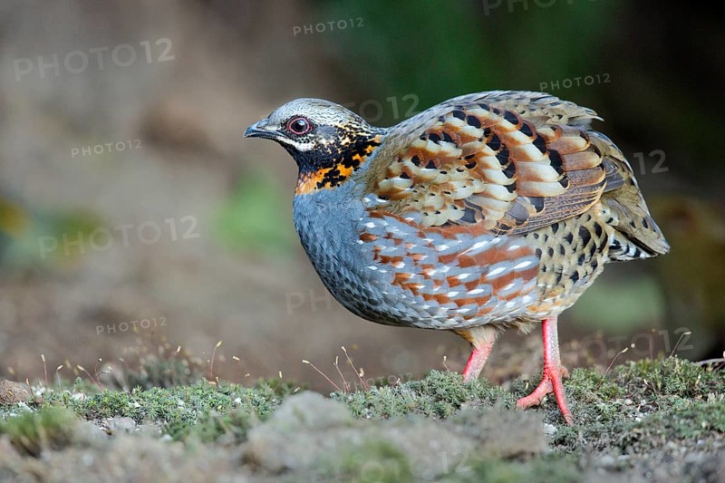 Rufous-throated Partridge (Arborophila rufogularis), Yunnan, China