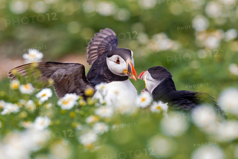 Atlantic Puffin (Fratercula arctica), Wales, United Kingdom
