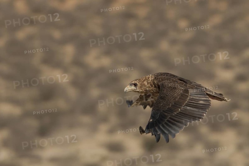 Bateleur (Terathopius ecaudatus) juvenile flying, Northern Cape, South Africa