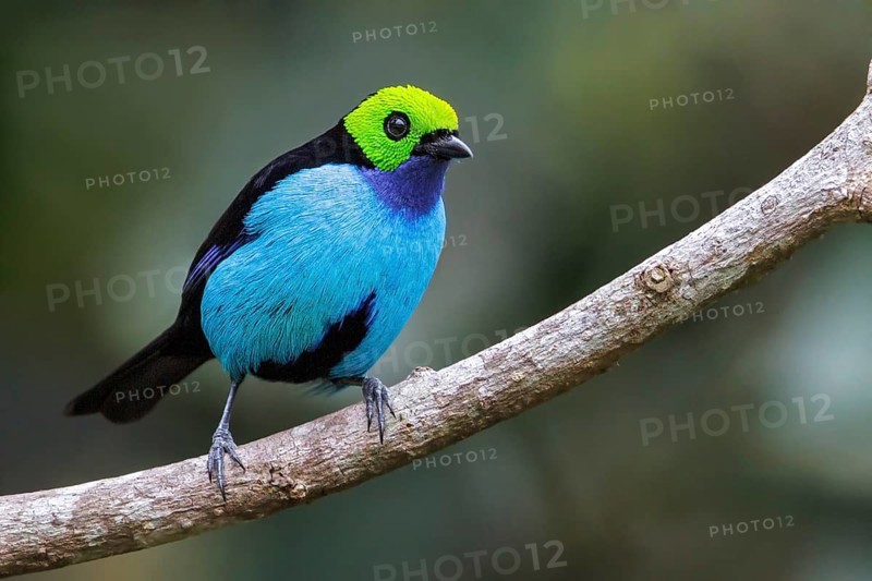 Paradise Tanager (Tangara chilensis) perched on a branch in Manu National Park, Peru