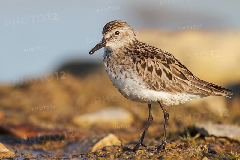 Semipalmated Sandpiper (Calidris pusilla) in a pond in the tundra near Churchill, Manitoba, Canada