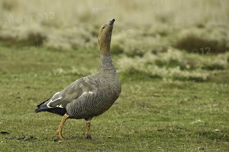 Ruddy-headed Goose (Chloephaga rubidiceps), Falkland Islands