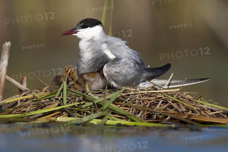 Whiskered Tern (Chlidonias hybrida) chick, Andalusia, Spain
