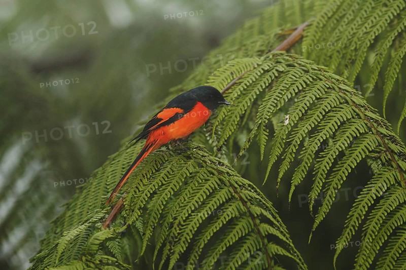 Grey-chinned Minivet (Pericrocotus solaris) male, Fraser's Hill, Malaysia