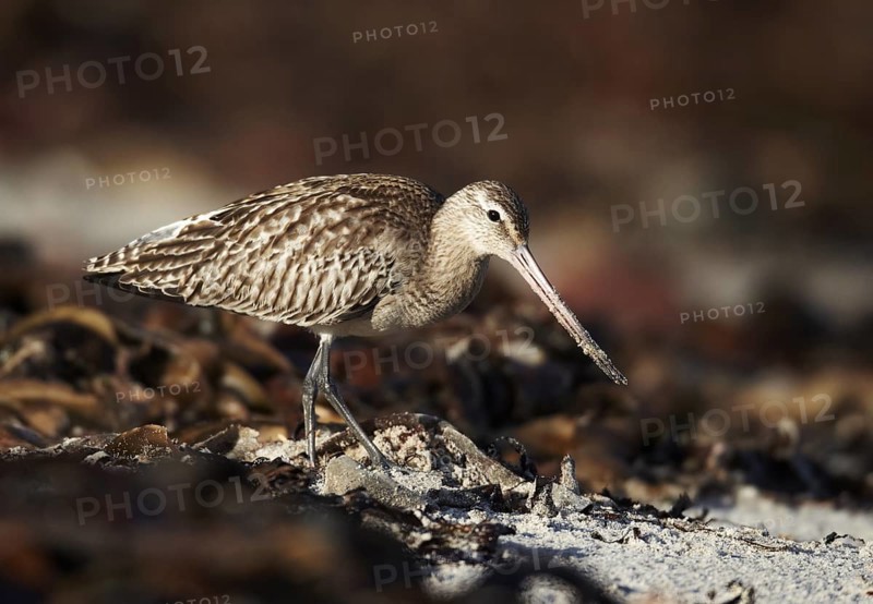 Bar-tailed Godwit (Limosa lapponica), Schleswig-Holstein, Germany