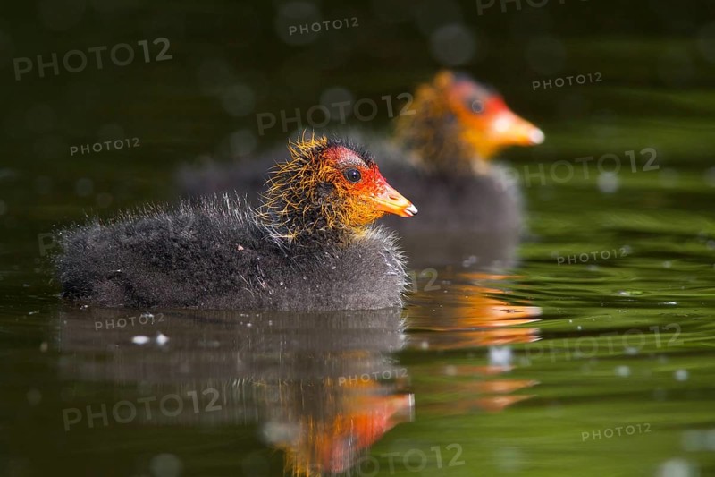 Eurasian Coot (Fulica atra) juvenile, Baden-Wuerttemberg, Germany