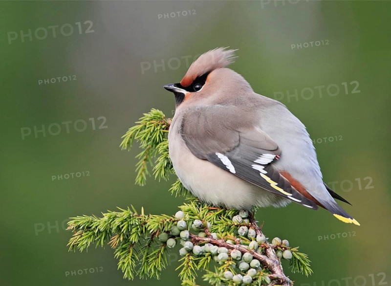 Bohemian Waxwing (Bombycilla garrulus), Hordaland, Norway