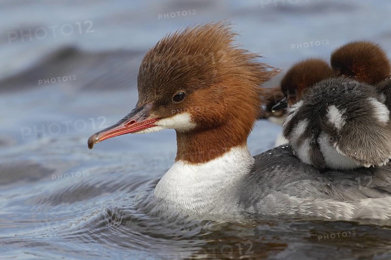 Common Merganser (Mergus merganser) female with chicks, Bavaria, Germany