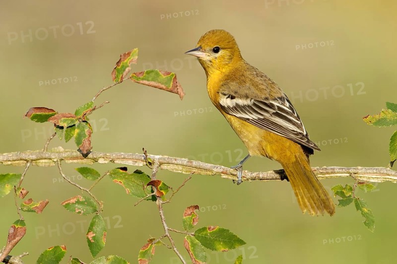 Baltimore Oriole (Icterus galbula) female, Texas, USA