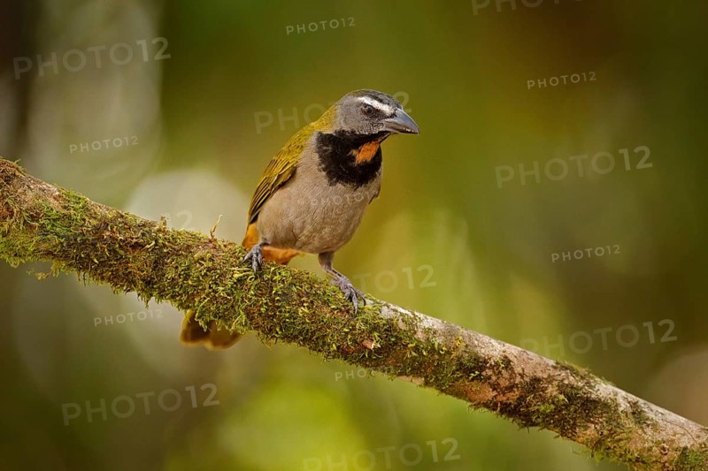 Buff-throated Saltator, Saltator maximus, exotic bird sitting on the branch in the green forest. Tropic tanager in the nature habitat at Costa Rica, Central America