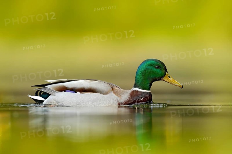 Water bird Mallard, Anas platyrhynchos, with reflection in the water. Bird in the green river, Germany. Wildlife scene from nature