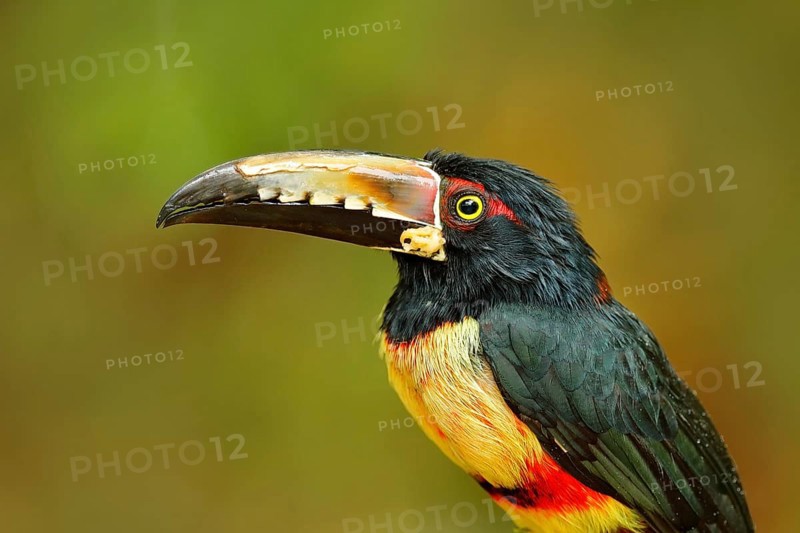 Portrait of toucan. Collared Aracari, Pteroglossus torquatus, bird with big bill. Toucan sitting on the branch in the forest, Costa Rica. Nature bird travel in central America. Close-up portrait