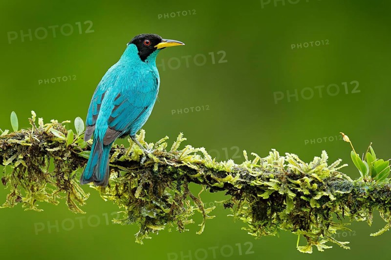 Green Honeycreeper, Chlorophanes spiza, exotic tropic malachite green and blue bird form Costa Rica. Tanager from tropic forest. Close-up portrait of nice animal in habitat. Detail of beautiful bird