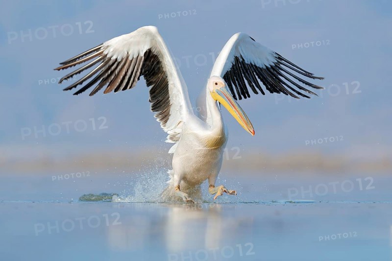 Dalmatian pelican, Pelecanus crispus, landing in Lake Kerkini, Greece. Pelican with open wings. Wildlife scene from European nature. Bird start in the water