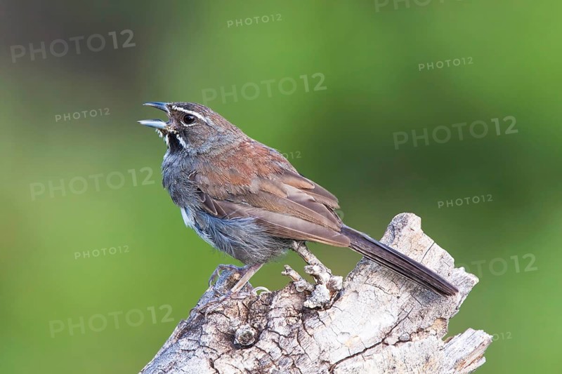 Five-striped Sparrow Amphispiza quinquestriata Santa Rita Mountains, Santa Cruz County, Arizona, United States 6 September Adult Emberizidae
