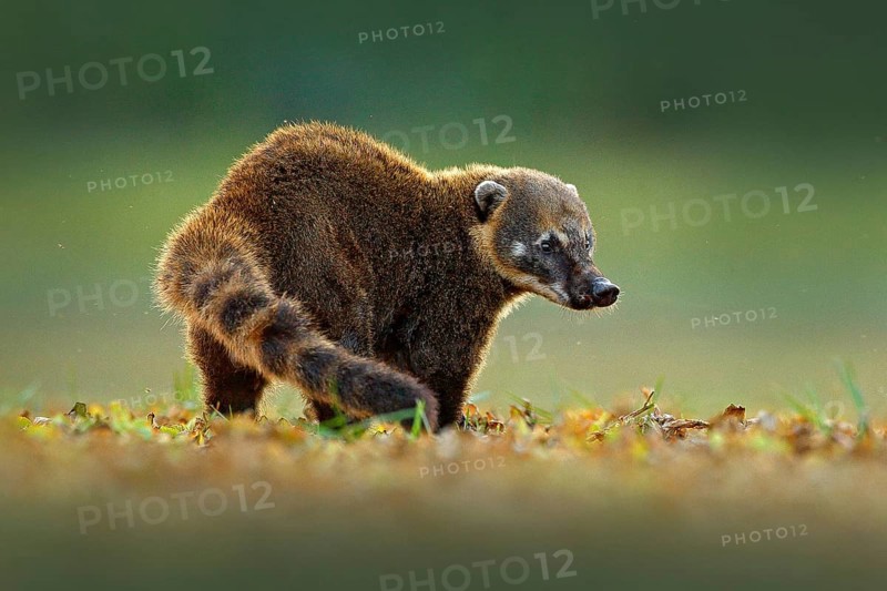 South American Coati, Nasua nasua, beautiful sun light. Coati nature habitat, Pantanal, Brazil Animal from tropic forest. Wildlife scene from the nature. Animal in yellow and grass, dark background
