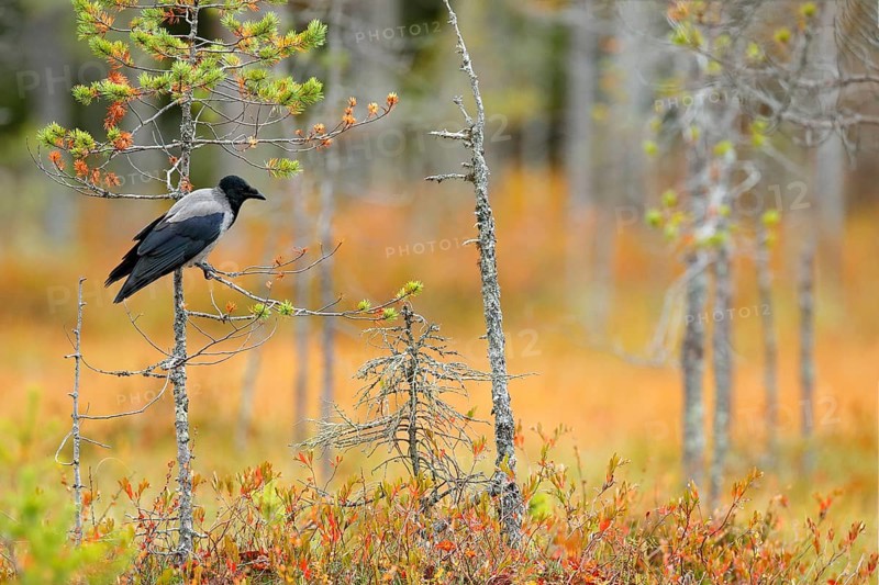 Hooded Crow, Corvus cornix, in orange forest leaves. Bird with orange fall down leaves and morning sun during orange autumn. Crow in the nature habitat. Small pine trees with wild black and grey bird