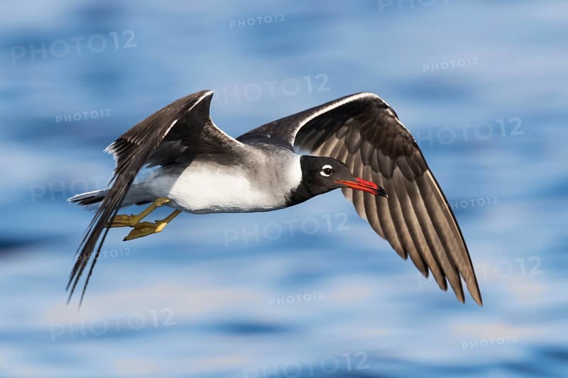 White-eyed Gull (Ichthyaetus leucophthalmus) flying, Eilat, Israel