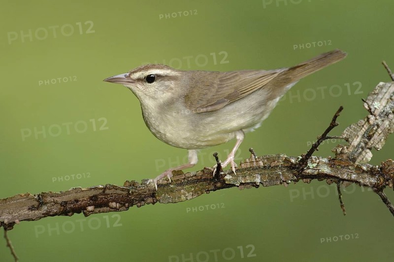 Swainson's Warbler (Limnothlypis swainsonii), Texas, USA