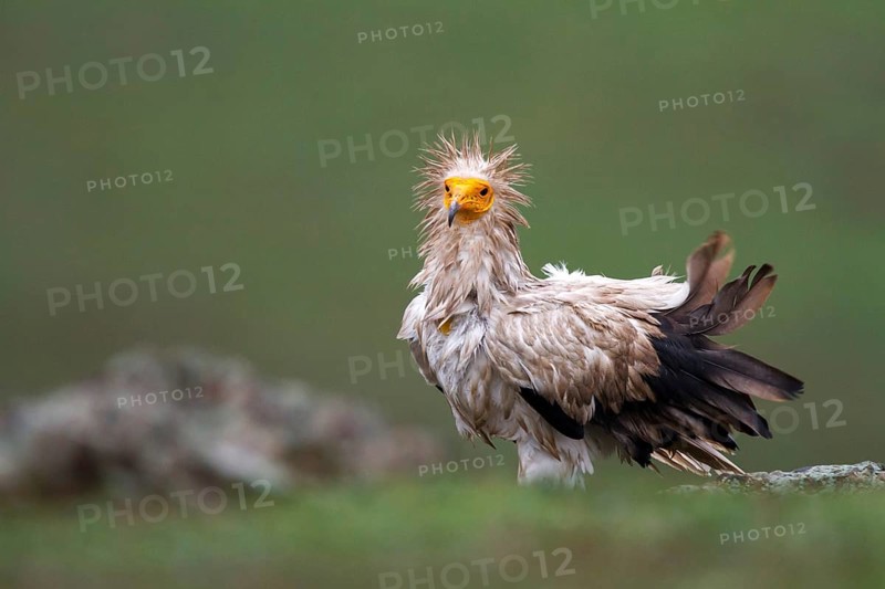Egyptian Vulture (Neophron percnopterus), Castile-La Mancha, Spain