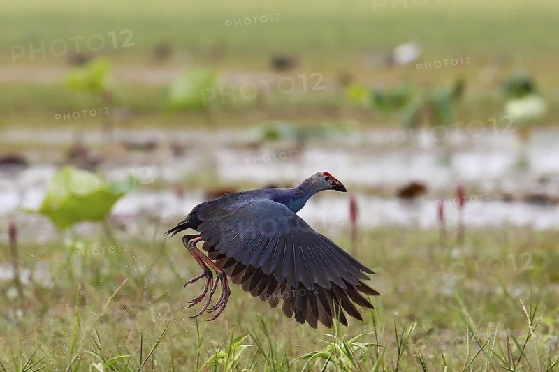 Grey-headed Swamphen (Porphyrio poliocephalus) flying, Bueng Boraphet, Thailand