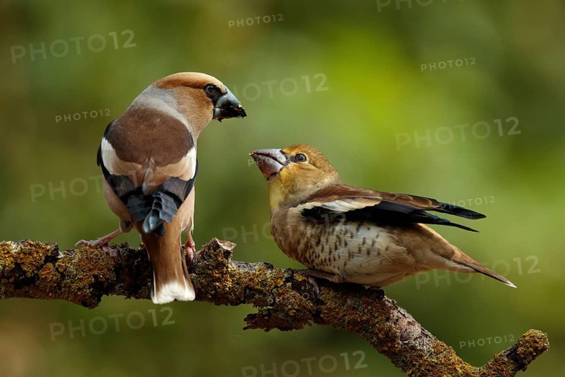 Appelvink man voert een appelvink jong, Hawfinch male is feeding juvenile