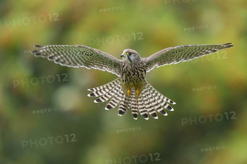 Common Kestrel (Falco tinnunculus) female flying, Lower Saxony, Germany