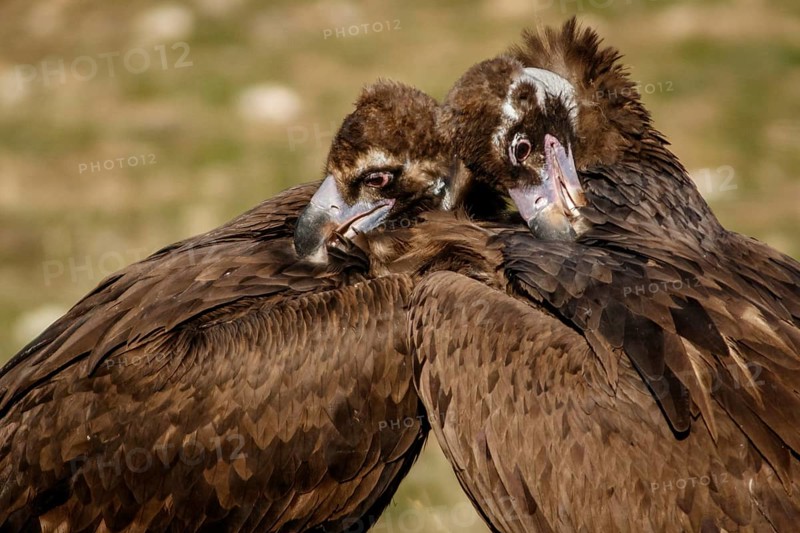 Cinereous Vulture (Aegypius monachus) couple preening the plumage, Castile and Leon, Spain