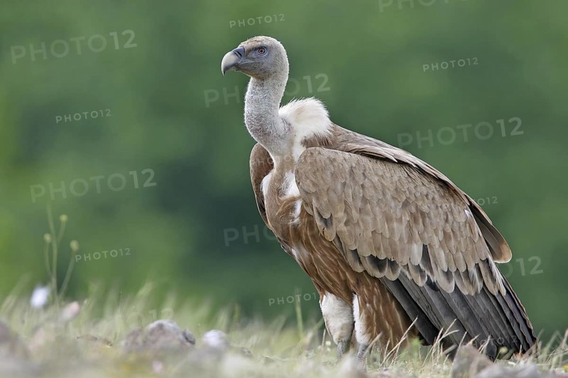 Griffon Vulture (Gyps fulvus), Rhodopen, Bulgaria